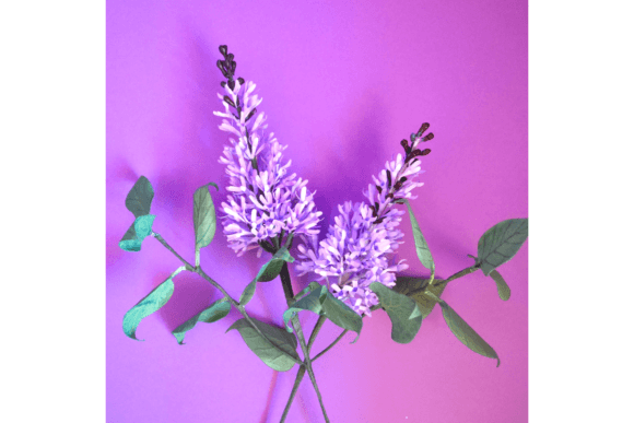Syringa 3D SVG Paper Flowers Review